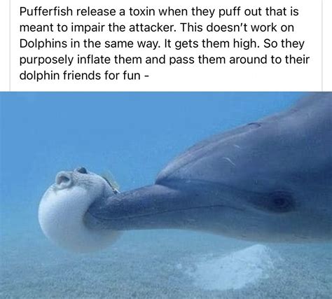 Puffer Fish Meme at Morgan Hamilton blog