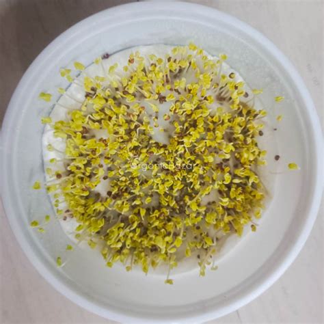 Buy Best Quality Mustard Indian Sarso Leaf Seeds