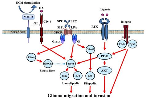 Aberrant Signaling Pathways in Glioma