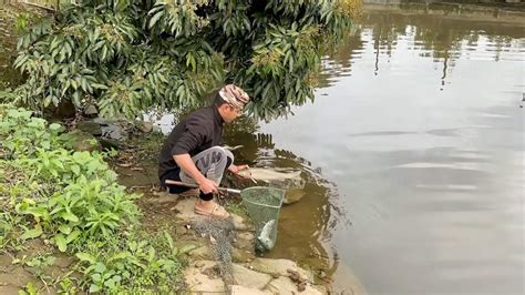 科学网—一种新型生态农业模式：湖州地区的竹基鱼塘 - 王栋的博文