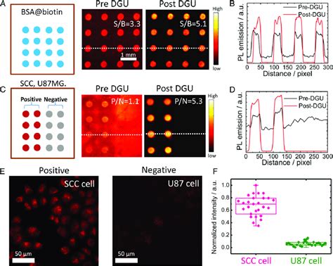 Microarray Test 的图像结果