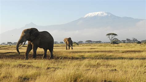Amboseli National Park | Amboseli Safari Tours