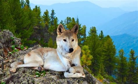 Watch The Northern Lights In Norway While Cuddling Wolves