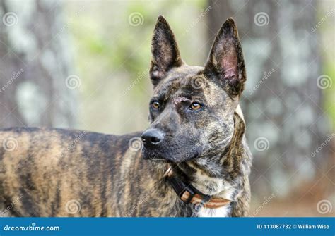 Brindle Dutch Shepherd Mix Breed Dog Adoption Photo Stock Photo - Image ...