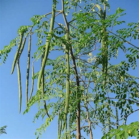 Hug A Plant | Moringa/Muringa/Drumstick Tree (Moringa oleifera) Fruit ...