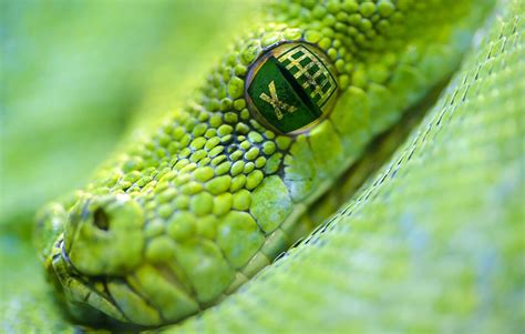 Python Spacy Tutorial 的图像结果