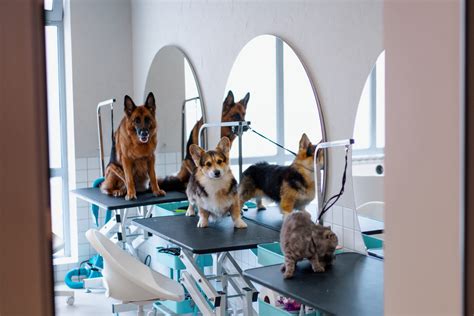 Discover the Pawsitive Vibes of Pet Grooming in Brooklyn, NY - Brooklyn ...