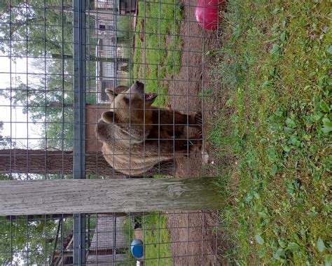 THE BEAR STORE (2026) All You Need to Know BEFORE You Go (with Photos ...