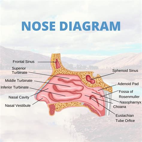 What Do Normal Nasal Passages Look Like at Connor Frederick blog