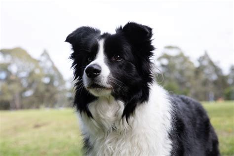 Black and White Dog Names