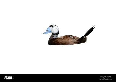 Thumbnail for version as of 16:52, 8 April 2008