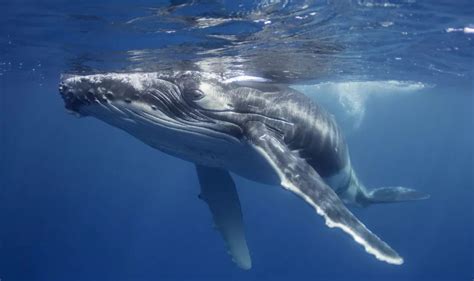 虎鲸和抹香鲸哪个厉害-百度经验