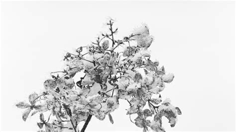 Wallpaper branch, dry, snow, macro, black and white, white hd, picture ...