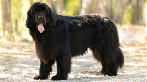 Large Dog Long Hair Breeds at Fernande Frank blog