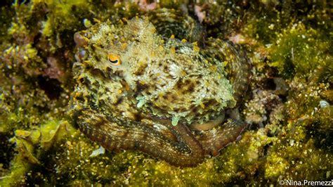Common Octopus Camouflage