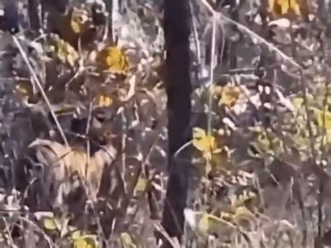 Leopard climbs tree to escape tiger in Satpura Reserve:Rare encounter ...