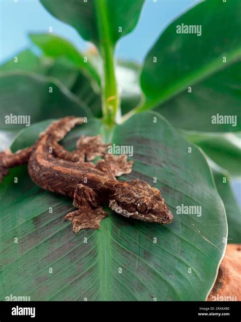 Flying gecko (Ptychozoon kuhli Stock Photo - Alamy