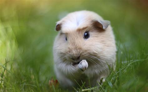 [100+] Cute Guinea Pig Pictures | Wallpapers.com