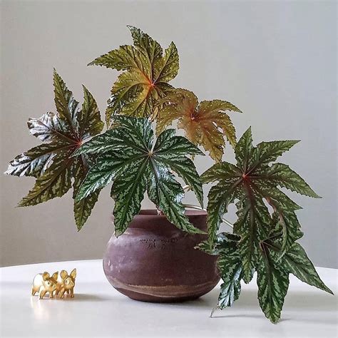 A Guide to Indoor Begonia Plants: Types and Varieties | Houseplant Alley