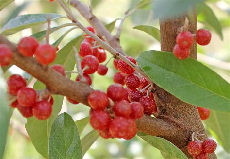 What is an Autumn Olive - Autumn Berry? - Friends Drift Inn Foods