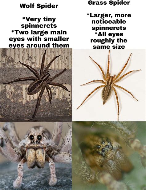 Wolf Spider Vs Brown Recluse Wolf Spider African Snakebite Institute