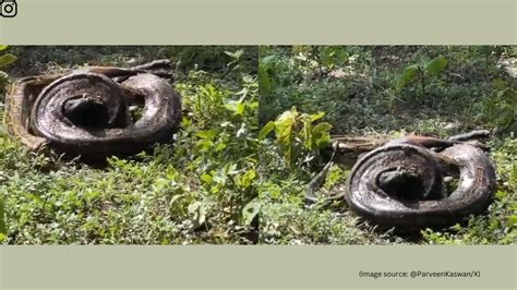 Image result for Goat vs Python