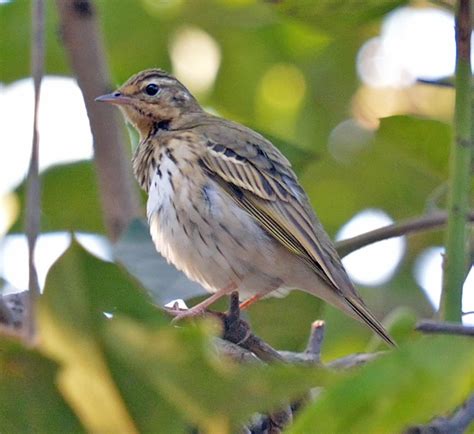 Tawny Pipit | President of India