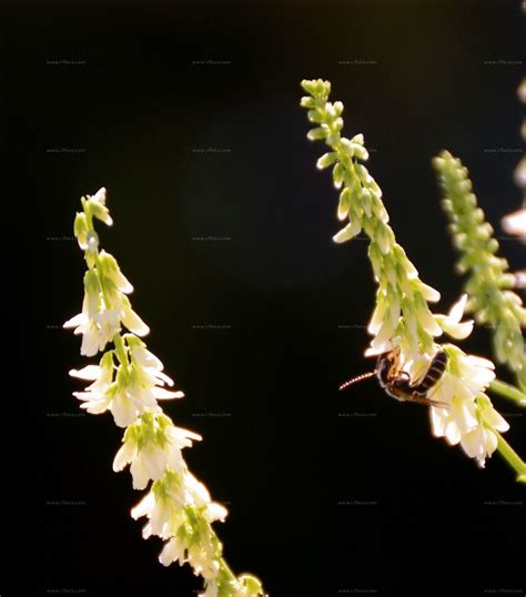 Species - White Melilot (Melilotus albus Medik.)