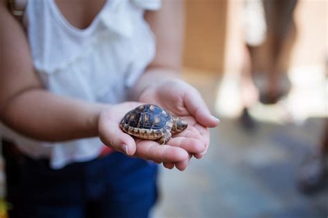 Tiny pet turtles cause salmonella outbreak in kids: CDC
