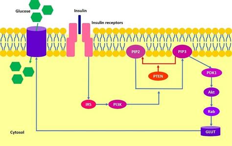 Image result for PIP2 Signaling Pathway