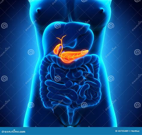 Human Gallbladder and Pancreas Anatomy Stock Illustration ...
