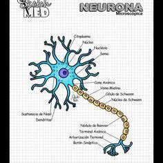 27 ideas de Medicina | libros de anatomia, anatomía médica, anatomia y ...