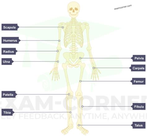 OS Corps 的图像结果