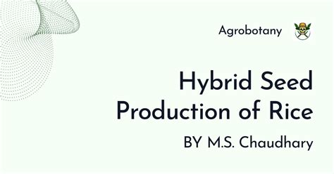 Hybrid Seed Production Technology in Rice | Crop Improvement - I Notes ...