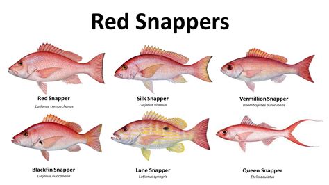 Image result for Red Nose Snapper