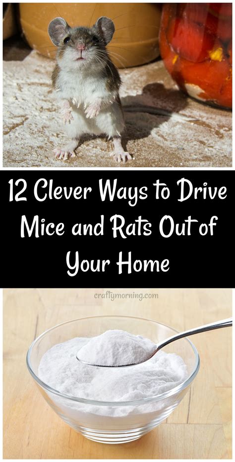 12 Clever Ways to Drive Mice and Rats Out of Your Home - Crafty Morning ...