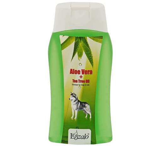 My Dog Is Eating My Aloe Vera Plant at Amelia Rojas blog