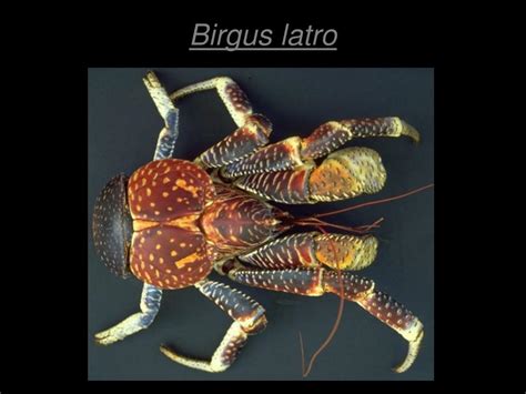 Image result for Microevolution Documentary