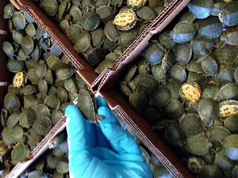 30,382 wildlife crimes recorded in India