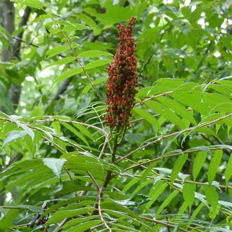 Sumac Tree Identification 的图像结果