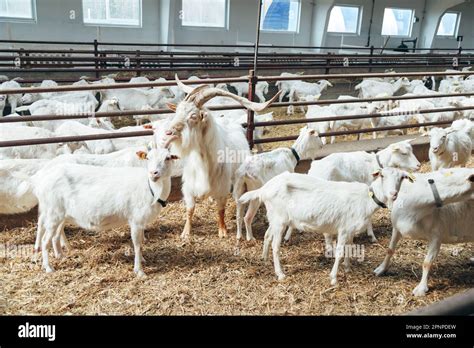 Image result for Goat Mating Behavior