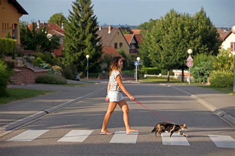 Cat And Dog Walking Together
