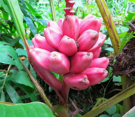 Pink Banana Musa velutina 10 Seeds