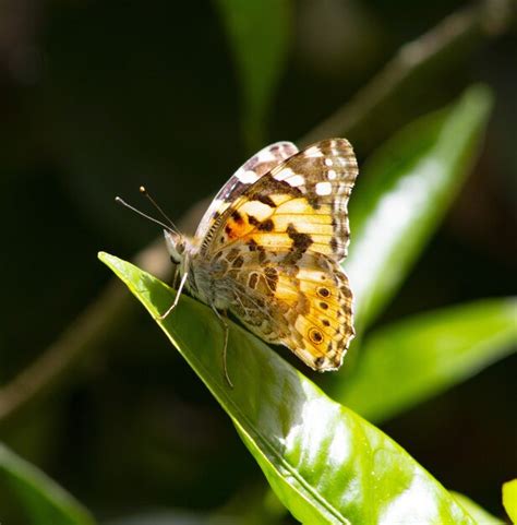 Image result for Flutter Webview Source Code