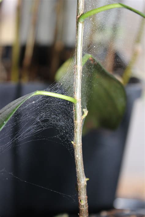 mites | How to Take Care of a Bonsai Tree