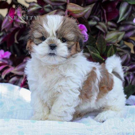 Shih-tzu Puppies For Sale • Adopt Your Puppy Today • Infinity Pups