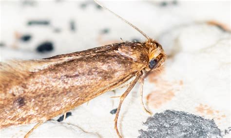 Image result for Cloth Moth Control