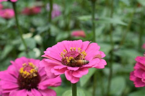 Sim`s Park (Coonoor) - 2019 What to Know Before You Go (with Photos ...