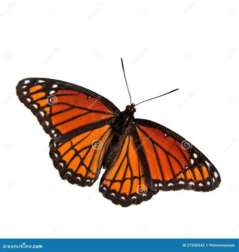 Limenitis Archippus, Viceroy Butterfly, Stock Photo - Image of orange, season: 27250542
