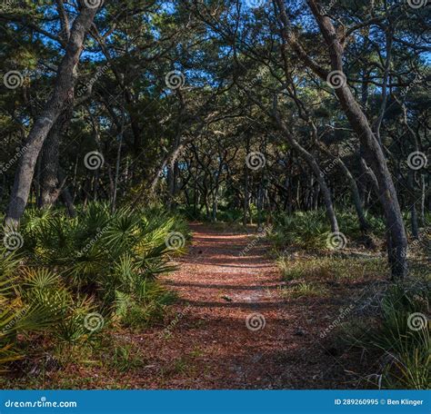 Hiking Beautiful Oak Hammock Ecosystems of Florida Stock Image - Image ...